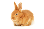The rabbits !