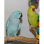Rio and Phoenix...