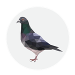 The Pigeon Fanclub