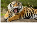 tiger on yt fan group!