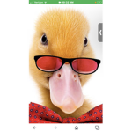 …darling ducks…