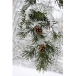 Winter Pines Resort!