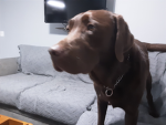 The dogs lovers