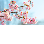 Clothing Store Flower