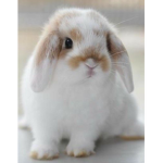 Le club des lapin