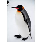 Were the penguins