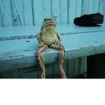 de frogs.