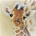 Animals and more Group