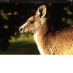 A AUSSIE group