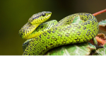 S S S SNAKE