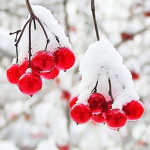<3 Berries <3