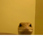 aye aye aye hi hi hi