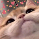 - Aesthetic Roblox -