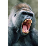APES AND ###### UNITED