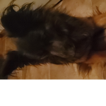 iamdog