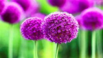 The Wonderful Flowers