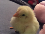 -/~HAI~/-