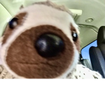 The sloth besties