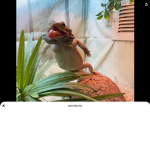 Loves animals group