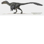 Flying raptor Group