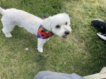Lunadog