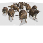 nats rats organization