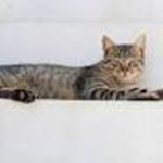 we love all cats