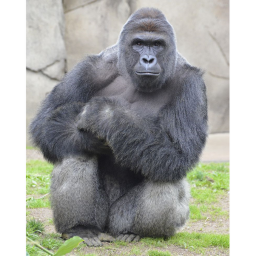 the monke hangout