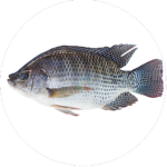 The-Fish-Army-