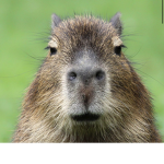 If you love, Capybaras come