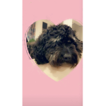 Pippa is perfect