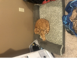 MY PHAT CAT