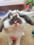 BisonBunny UGC