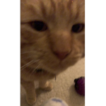 chester sus cat fanclub