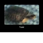 Fuit Punch Cult