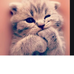Kittens;o