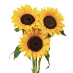 Sunflower Lovely’s
