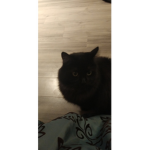 Pet_for_robux_in_adopt_me