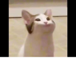Baba cats-
