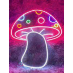 MUSHROOM KIDOS