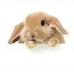 The fantastic bunny fans