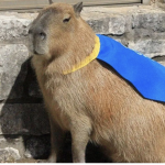 CAPY BARAS!!!