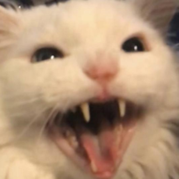 cat emporium
