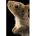 CANDI SQUIRRELS