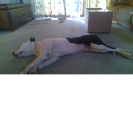 Doggy Is Asleep! :D