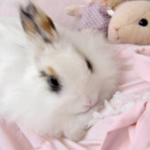 ୨୧ kwitty