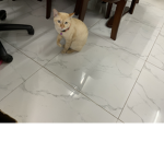 Cat my name is lucky i am cat