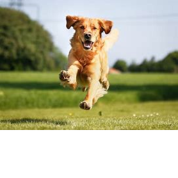 puppy"s