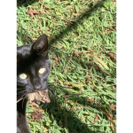 Opal the cat fan group
