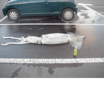 squid parking
